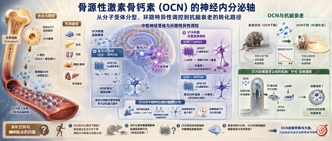 骨源性激素骨钙素的神经内分泌轴：从分子受体分型、环路特异性调控到抗脑衰老的转化路径